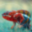 favicon.png